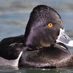 Ring-necked Duck
